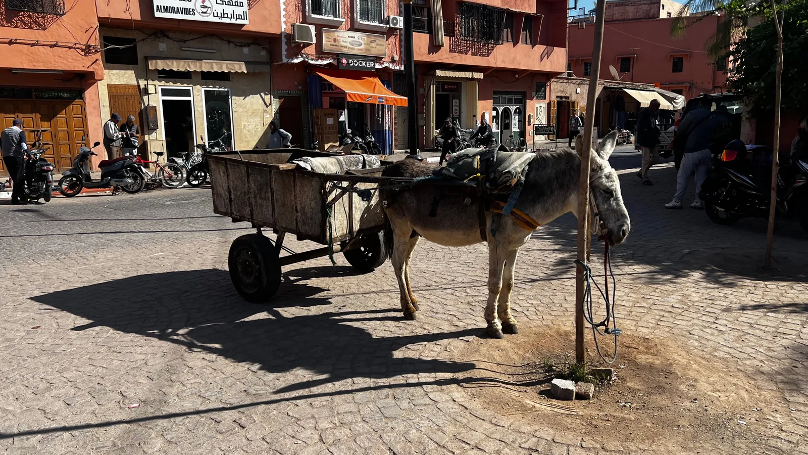 Marrakech Donkey
